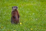 180px-groundhog-standing2