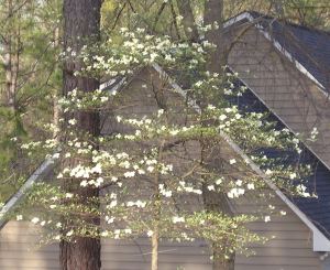 my-wild-dogwood-tree my-wild-dogwood-tree