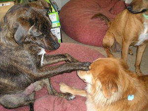 p1010001-3 p1010001-3