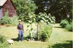 Grandpa and his tomato plants