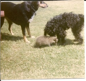 Roxanne with Brandy and Mindy