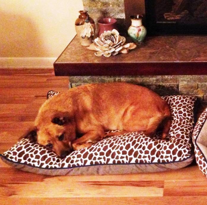 10668918_10204087610657813_7135802394160425675_o