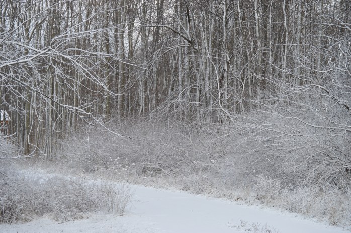 011216_Snow Coated Pathway