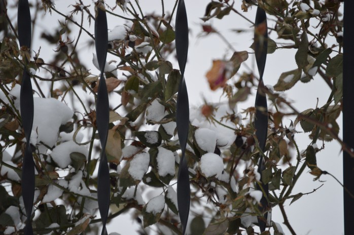 011916_snow on the roses