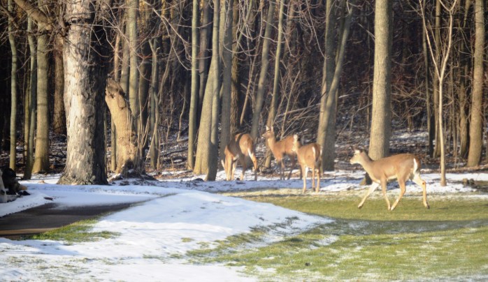 012716_Neighborhood Deer