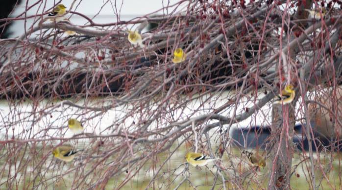 012816_Goldfinches in January