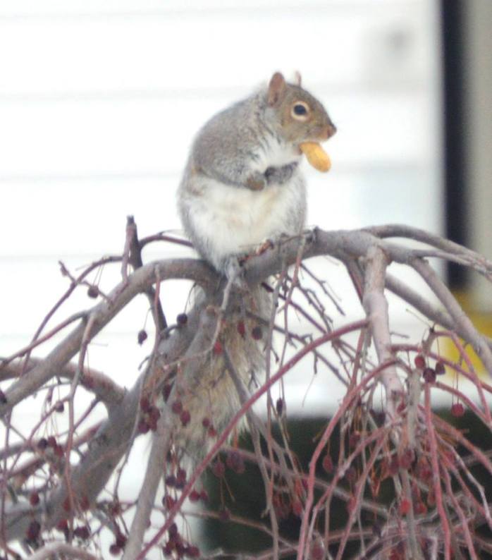 013016_Squirrel eating peanuts