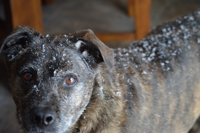 021616_just wait till i see that groundhog