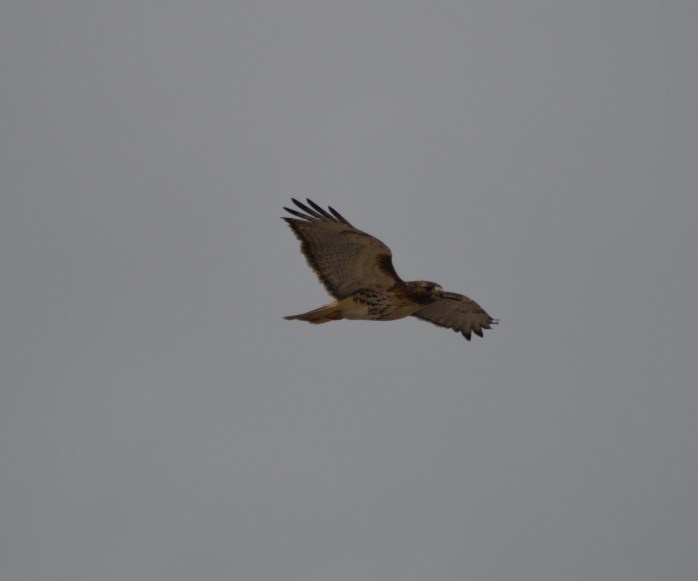 022116_Hawk in Flight