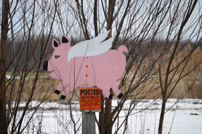 022116_You May Hunt Here When Pigs Fly