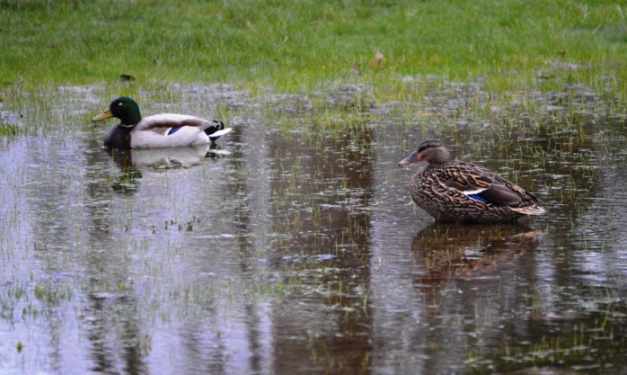 041116_Mr and Mrs Mallard Duck_Elmwood Lake