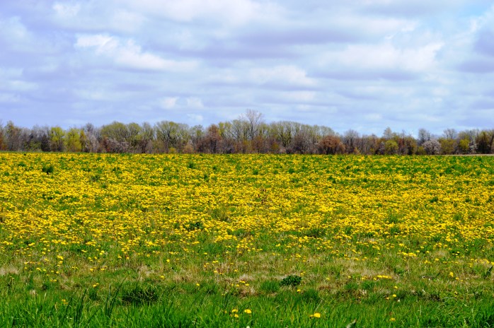 050516_Dandalion Fields Forever