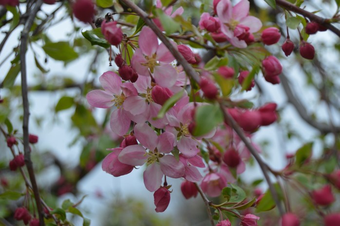 050616_First Blossoms