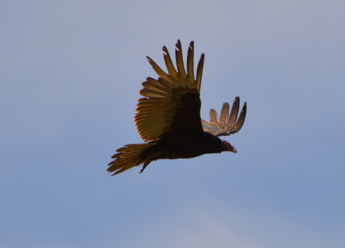 051016_Bonus Buzzard