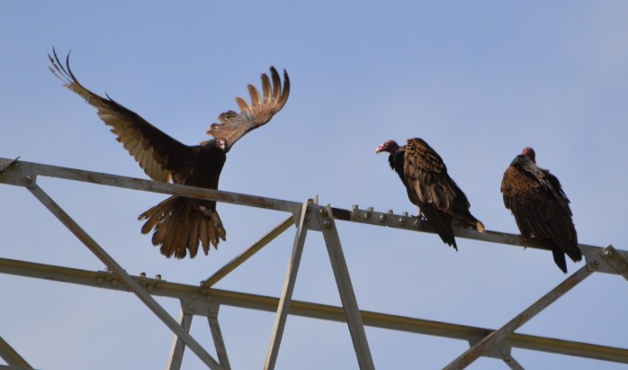 051016_Whats For Dinner