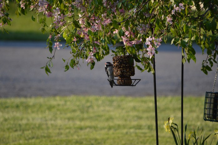 051316_Evening Dinner