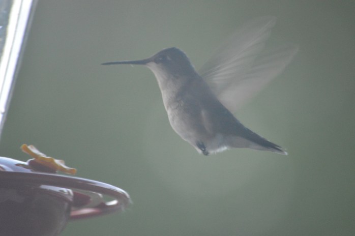 051919_Tiny and Delicate