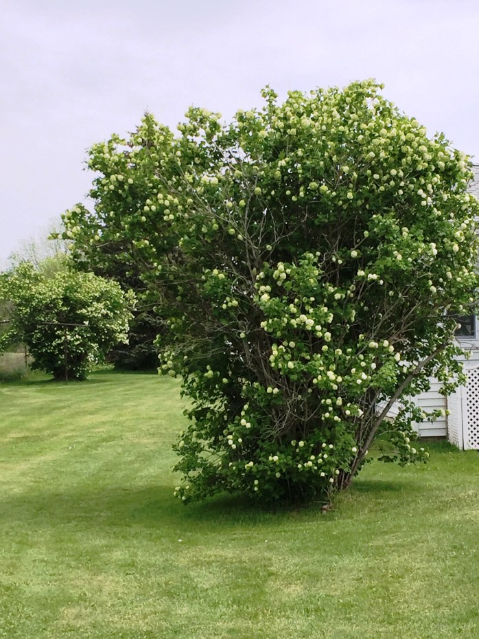052516_Moms Snowball Bushes