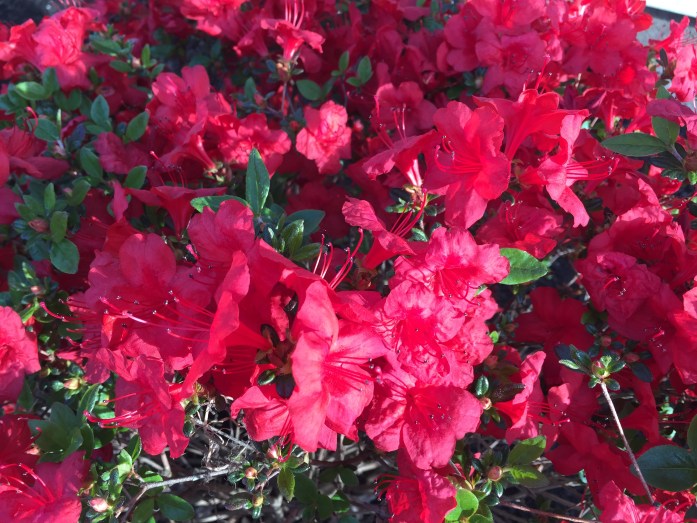 052716_Azaleas