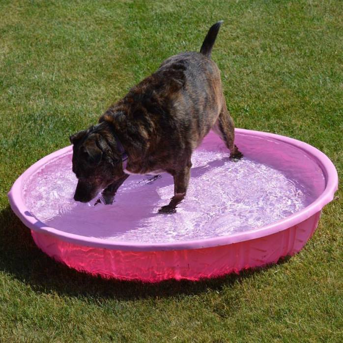 052816_First Dip of the Season in Megans Pool