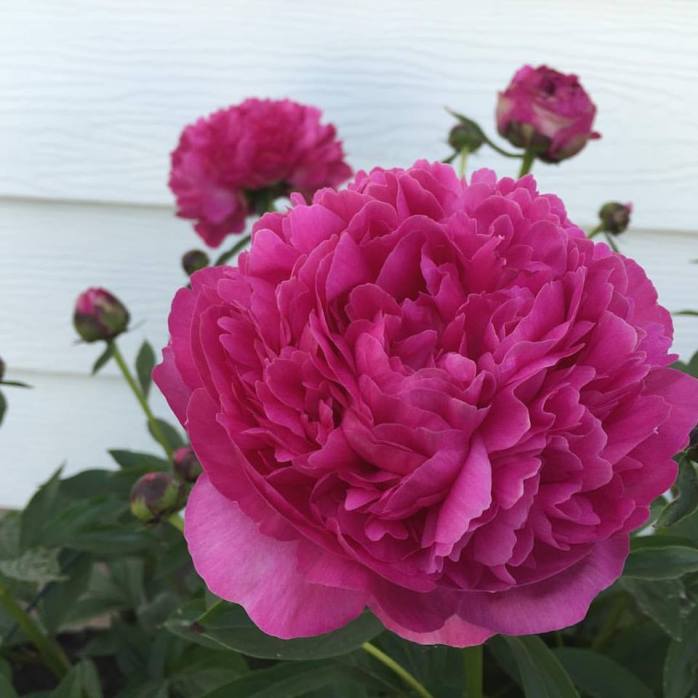 May Bonus_Up Close and Personal_Peony