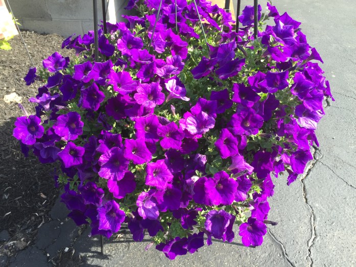 060416_Purple Explosion