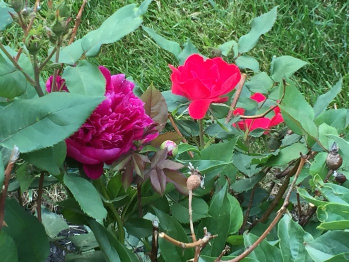 060416_Roses in the Peonies
