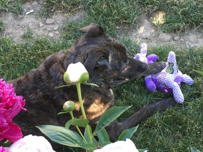 060616_Megan and her new toy in the shade of the peonies