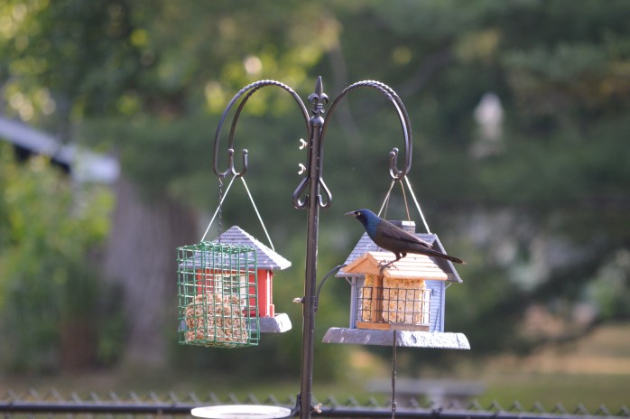 070516_Considering His Dinner Options