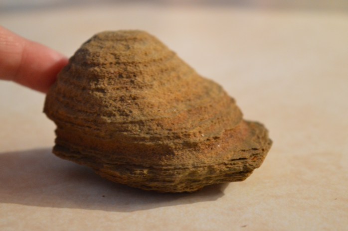 071416_Taryns Treasure