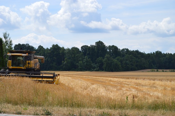 071616_Golden Fields