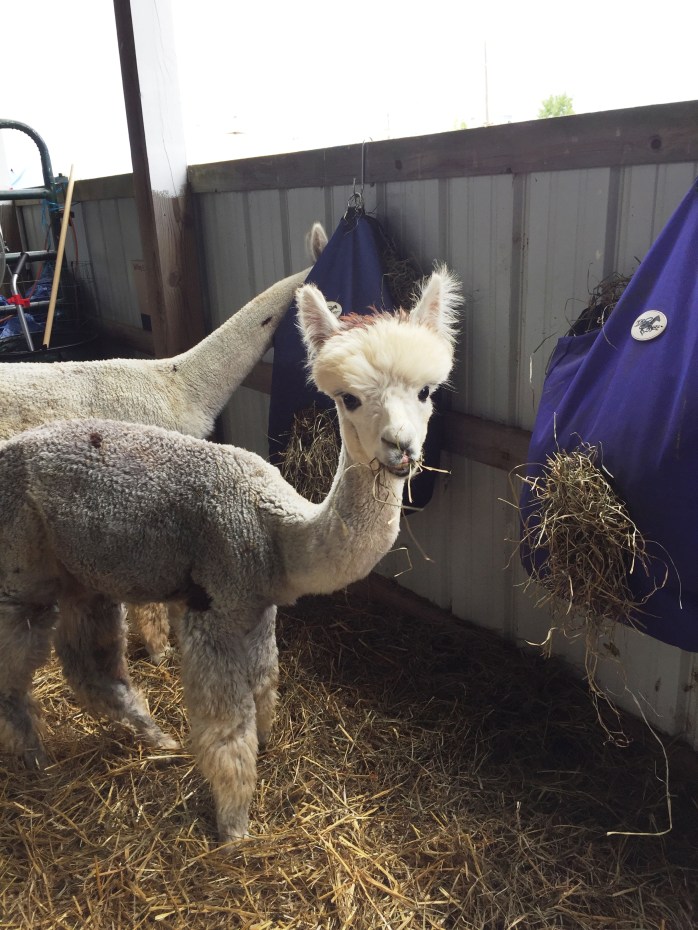 072916_Baby Alpacas at the Fair