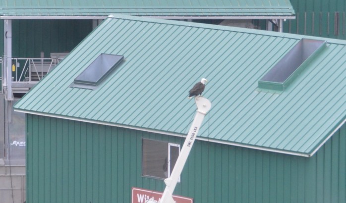 Bald Eagle in Juneau