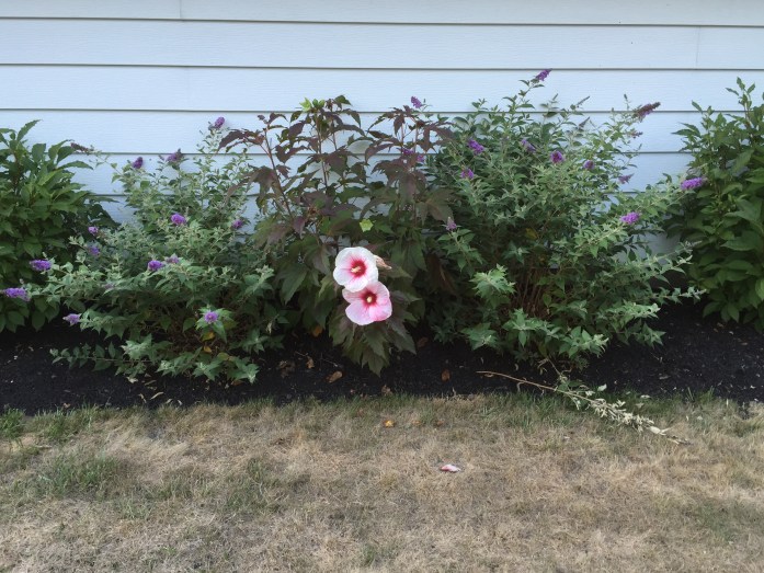080416_Butterfly and Hibiscus Bushes