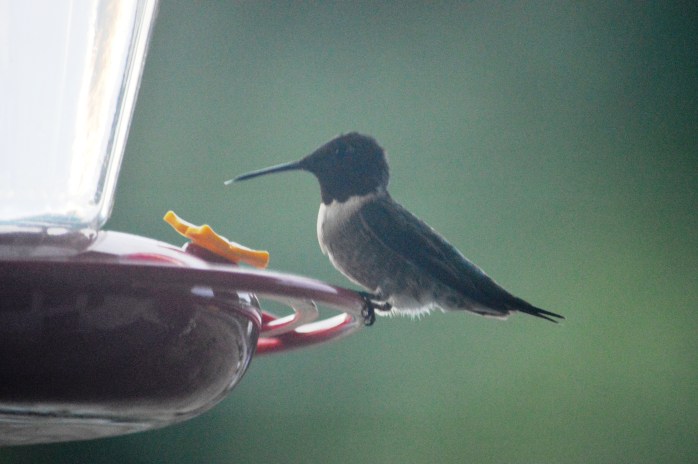 081116_Hummingbird