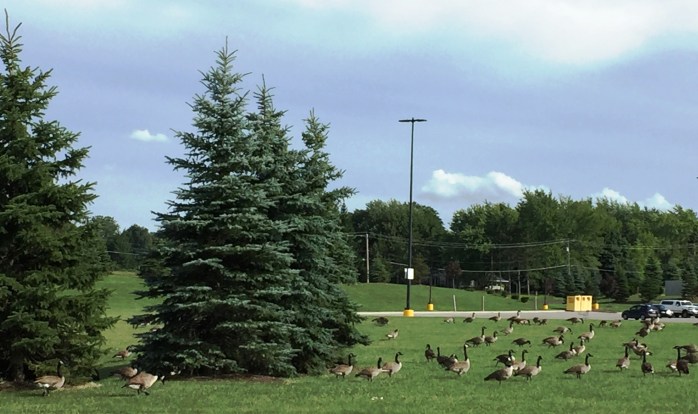081616_Walmart Geese