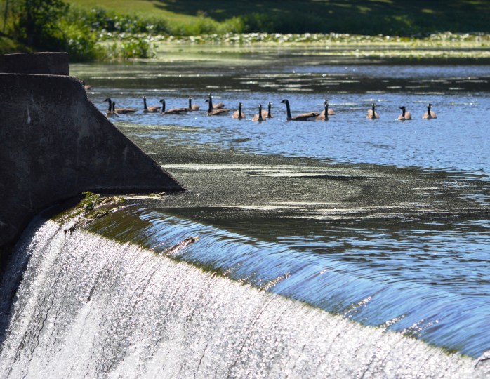 082416_BONUS_Geese Close Up