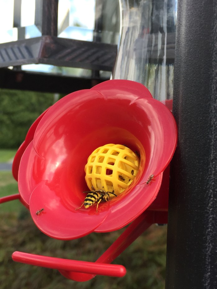 082816_Stealing Nectar