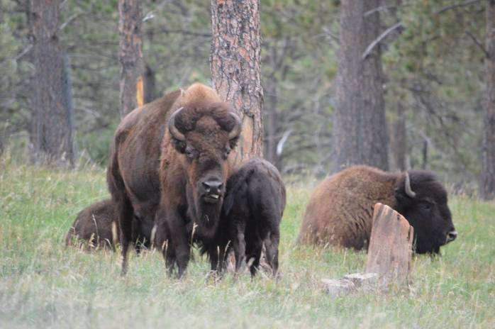 091116_buffalo