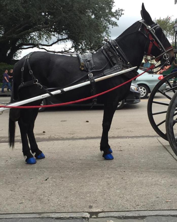 091716_that-some-awesome-pedicure-there-horsey