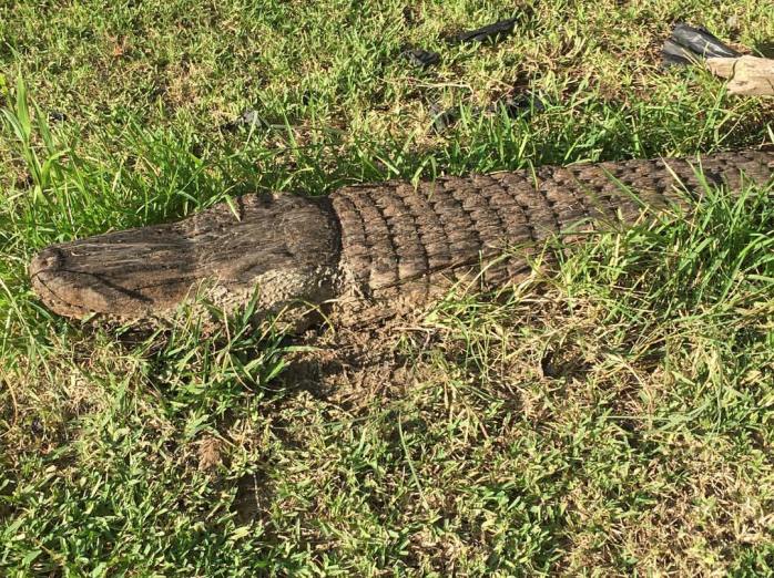092016_faker-on-the-bank-of-the-bayou