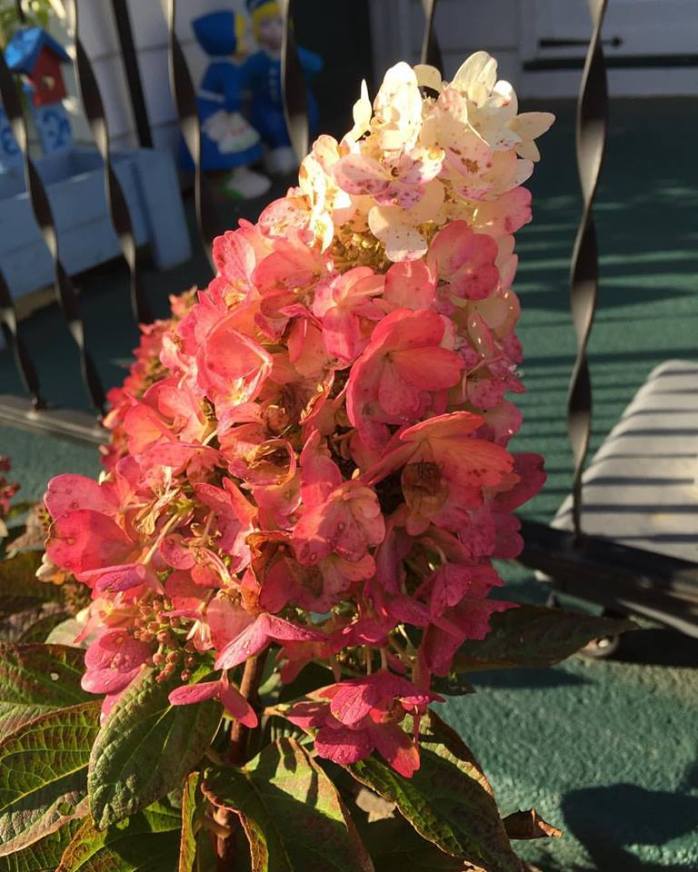 100316_pinky-winky-hydrangea