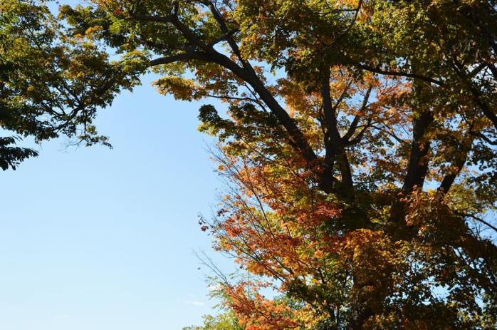 101416_autumn-leaves