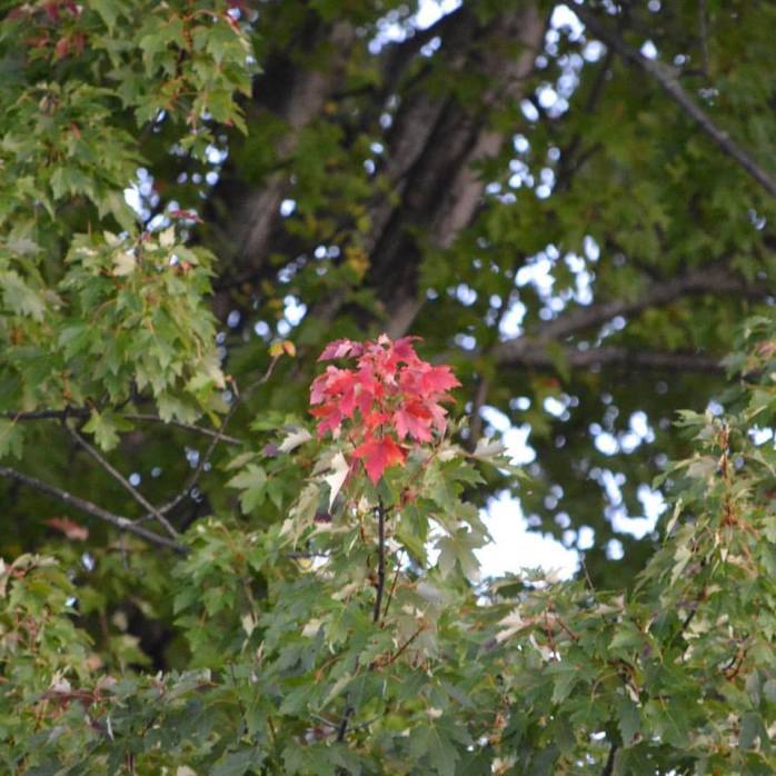 101516_im-just-getting-started-said-the-tree