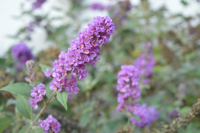 101716_butterfly-bush