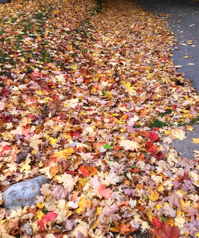 102316_time-to-rake-the-leaves
