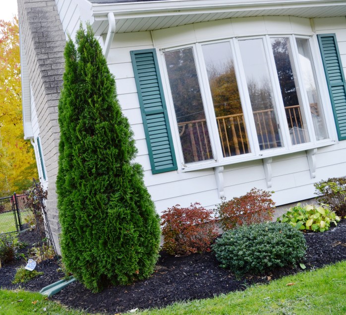 110116_a-is-for-arborvitae