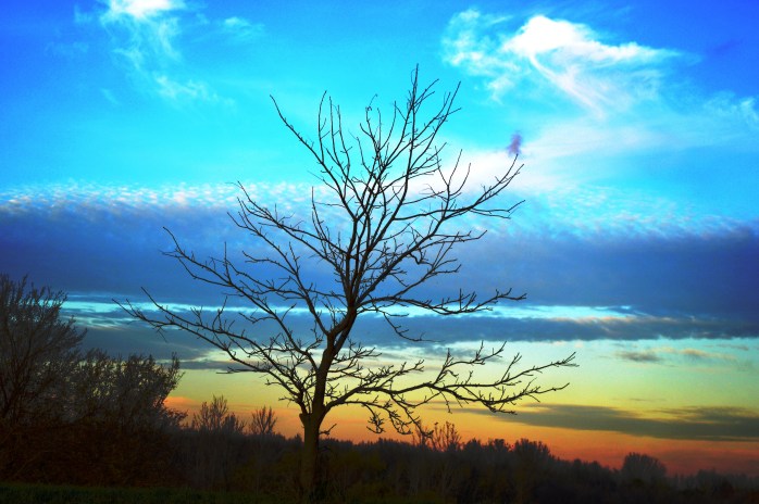 110516_e-is-for-empty-branches