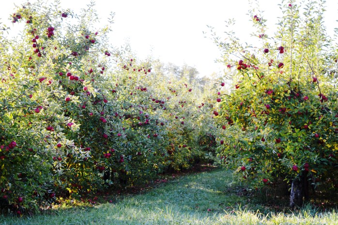 110616_f-is-for-full-branches