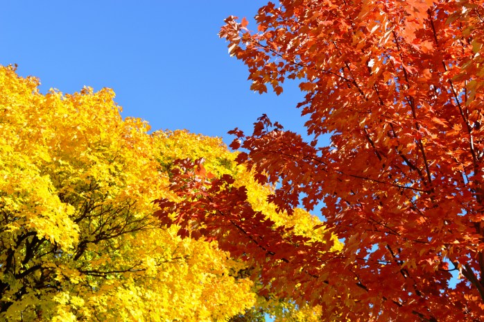 110716_g-is-for-gorgeous-branches